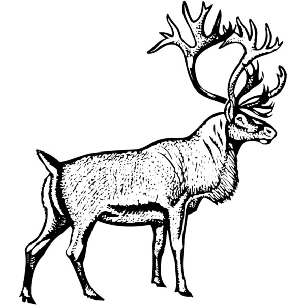 DEER030 Thumbnail